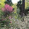 Prunus x 'Hally Jolivette', habit