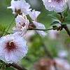 Prunus x 'Hally Jolivette', flowers