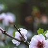 Prunus x 'Hally Jolivette', flowers