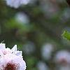 Prunus x 'Hally Jolivette', flowers