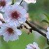 Prunus x 'Hally Jolivette', flowers