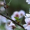 Prunus x 'Hally Jolivette', flowers
