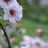 Prunus x 'Hally Jolivette', flowers