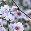 Prunus x 'Hally Jolivette', flowers