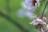 Prunus x 'Hally Jolivette', flowers