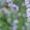 Prunus x 'Hally Jolivette', flowers