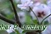 Prunus x 'Hally Jolivette', flowers