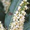 Prunus laurocerasus 'Otto Luyken', flowers