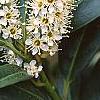 Prunus laurocerasus 'Otto Luyken', flowers