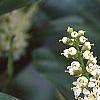 Prunus laurocerasus 'Otto Luyken', flowers