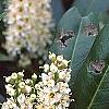 Prunus laurocerasus 'Otto Luyken', flowers