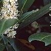 Prunus laurocerasus 'Otto Luyken', flowers