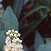 Prunus laurocerasus 'Otto Luyken', flowers