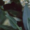 Prunus laurocerasus 'Otto Luyken', flowers
