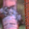 Prunus maackii, bark