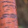 Prunus maackii, bark