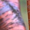 Prunus maackii, bark