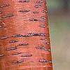 Prunus maackii, bark