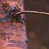 Prunus maackii, bark