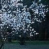 Prunus persica, habit