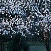 Prunus persica, habit