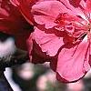 Prunus persica, flowers