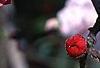 Prunus persica, flowers