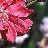 Prunus persica, flowers
