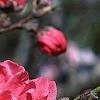 Prunus persica, flowers
