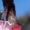 Prunus persica, flowers