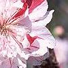 Prunus persica, flowers