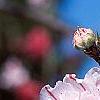 Prunus persica, flowers