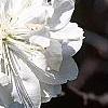 Prunus persica, flowers