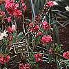 Prunus persica 'Dwarf Double Red', habit