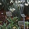 Prunus persica 'Dwarf Double Red', habit