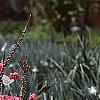 Prunus persica 'Dwarf Double Red', habit