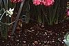 Prunus persica 'Dwarf Double Red', habit