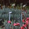 Prunus persica 'Dwarf Double Red', habit