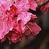 Prunus persica 'Dwarf Double Red', flowers