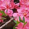Prunus persica 'Dwarf Double Red', flowers