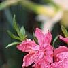 Prunus persica 'Dwarf Double Red', flowers