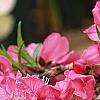 Prunus persica 'Dwarf Double Red', flowers