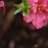 Prunus persica 'Dwarf Double Red', flowers