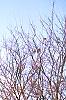 Prunus sargentii, fall color