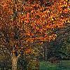 Prunus sargentii, fall color