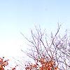 Prunus sargentii, fall color