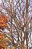 Prunus sargentii, fall color