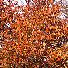 Prunus sargentii, fall color