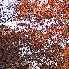 Prunus sargentii, fall color