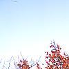 Prunus sargentii, fall color